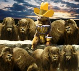 Bongo and the Buffalo Guys